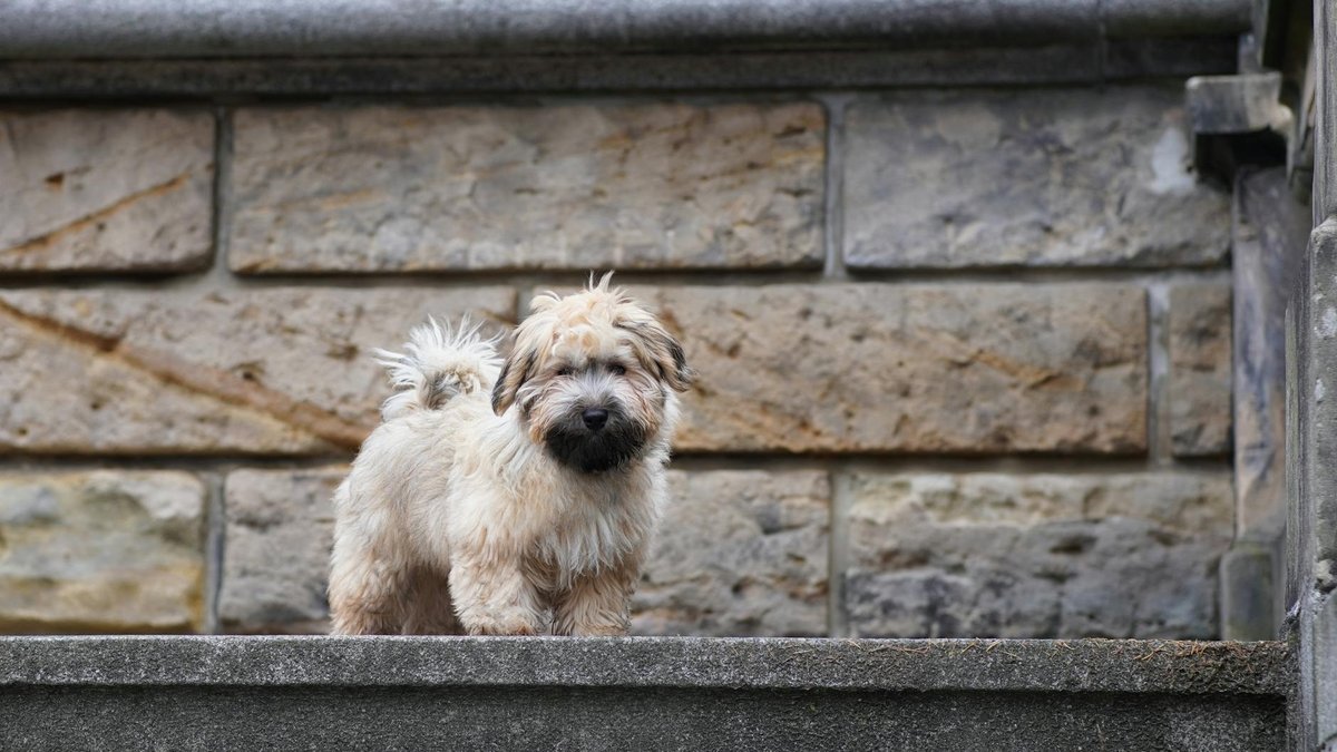 Havanese grooming
