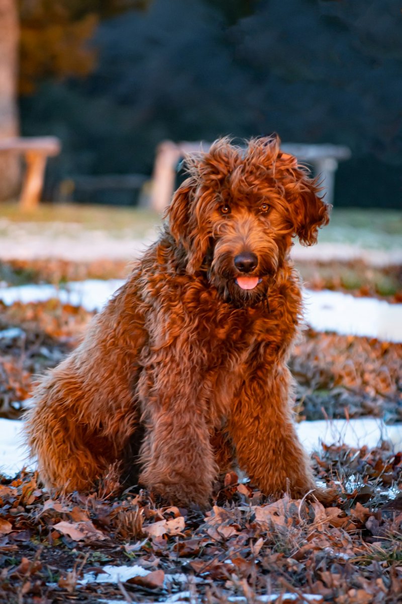 Irish Doodle grooming