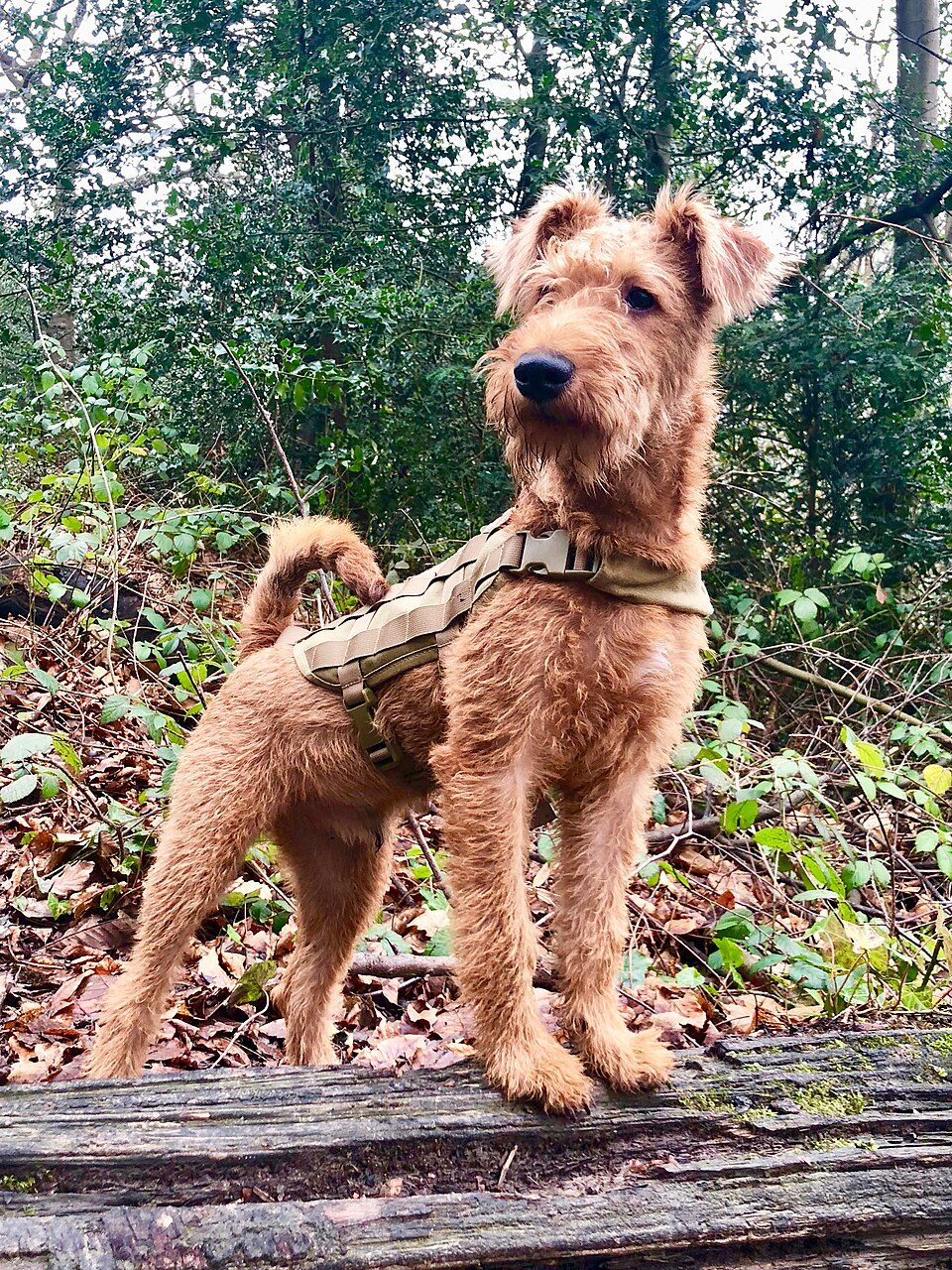 Irish Terrier grooming