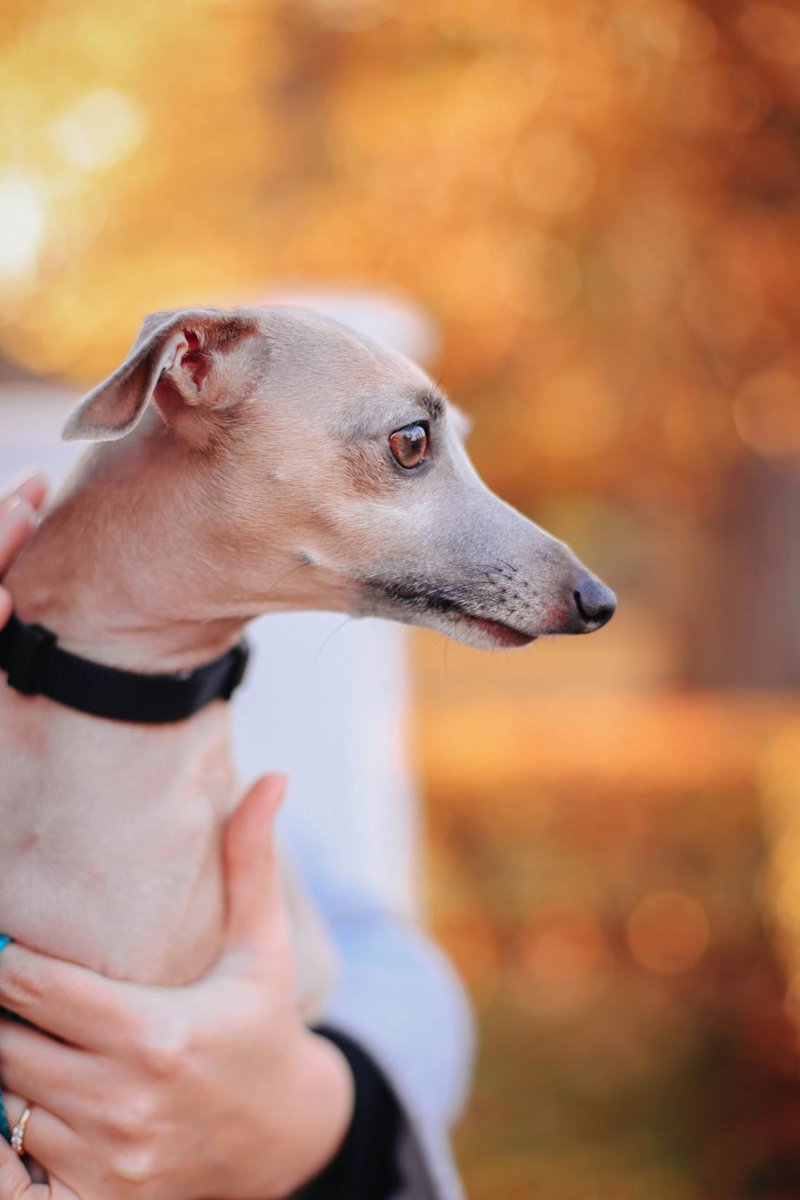 Italian Greyhound grooming