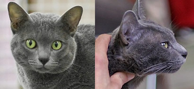 Korat grooming