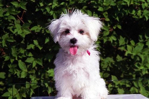 Maltese grooming