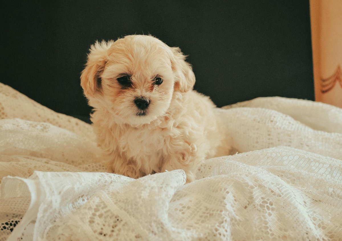 Maltipoo grooming