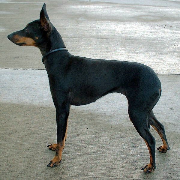 Manchester Terrier (Toy)