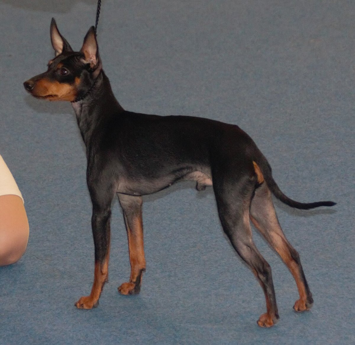 Manchester Terrier (Toy)