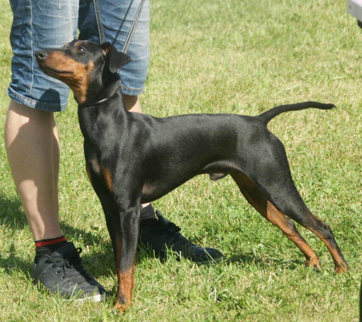 Manchester Terrier grooming