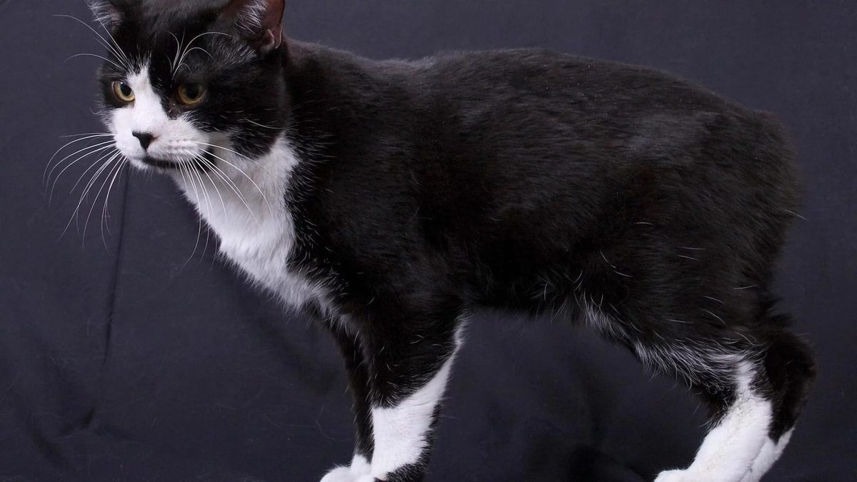 Manx grooming