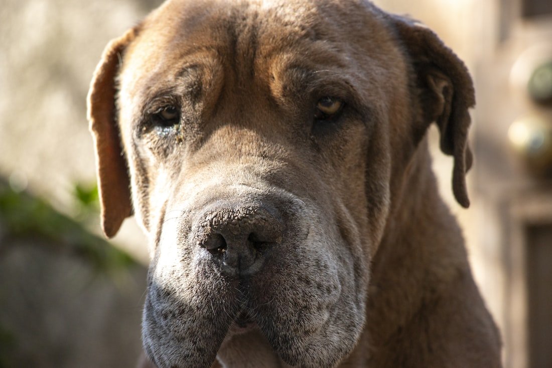 Mastiff grooming