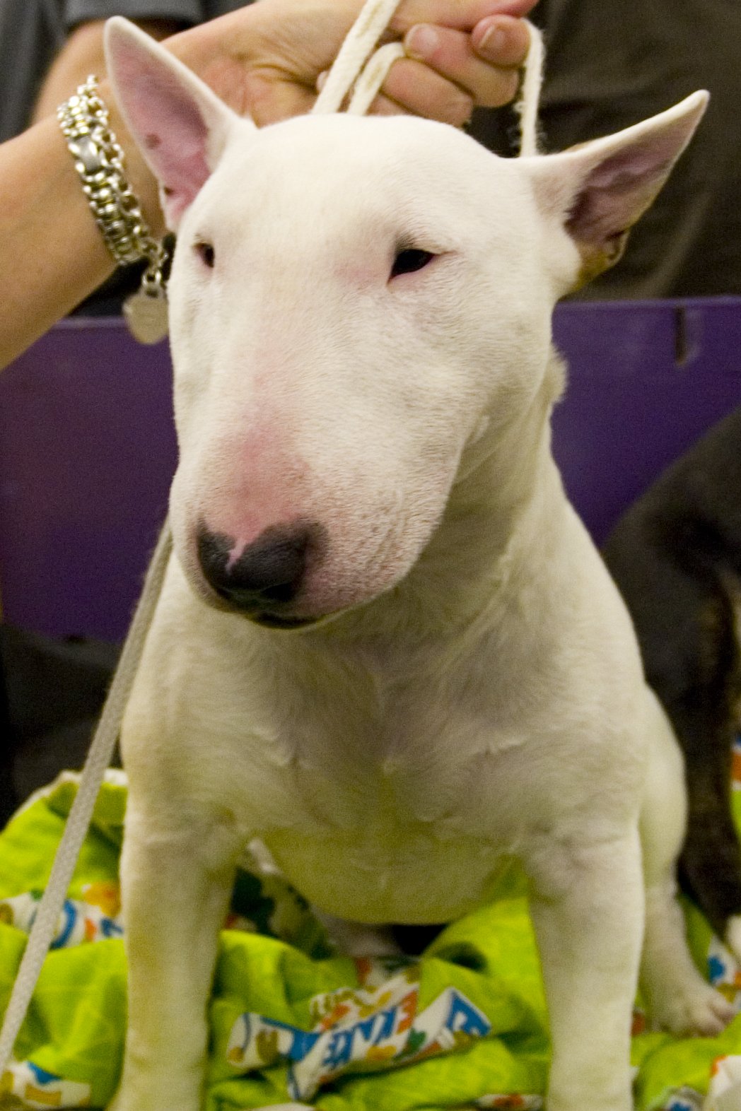 Miniature Bull Terrier