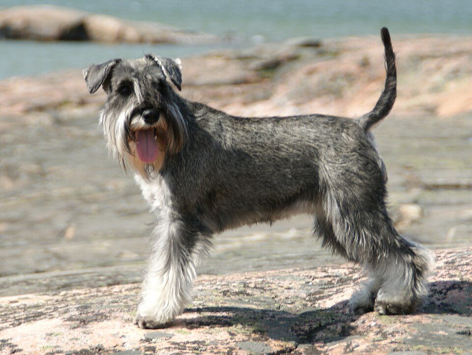 Miniature Schnauzer grooming