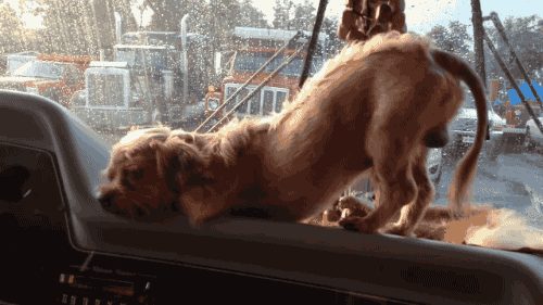 Mixed Breed