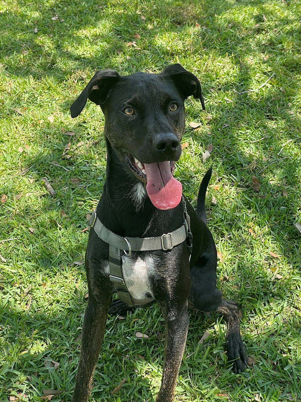 Mixed Breed
