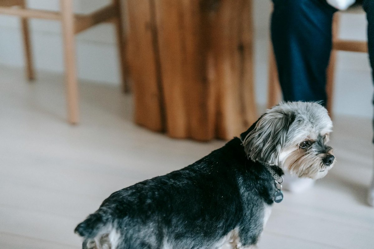 Morkie grooming