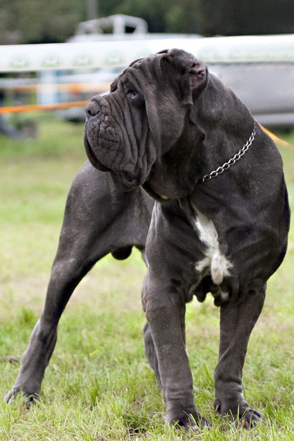 Neapolitan Mastiff grooming