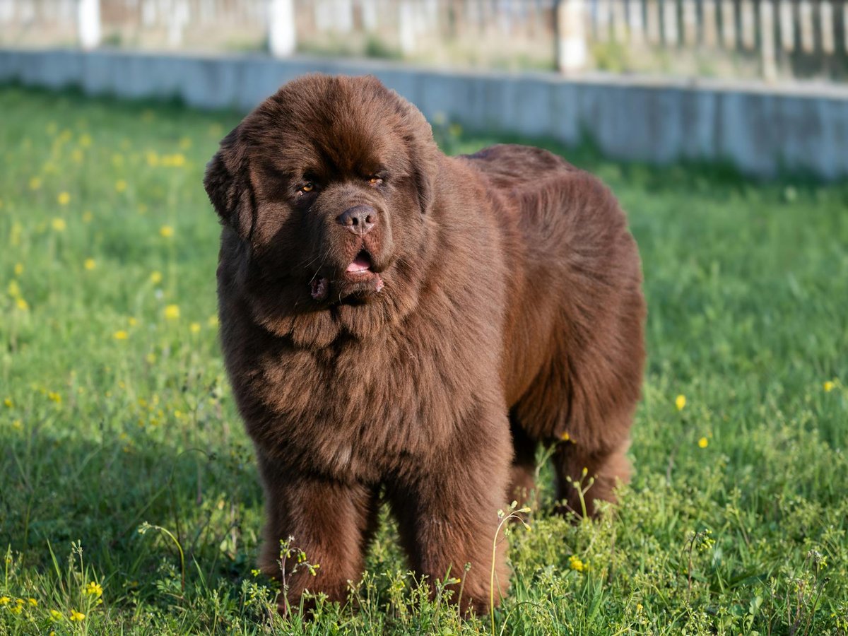 Newfoundland grooming