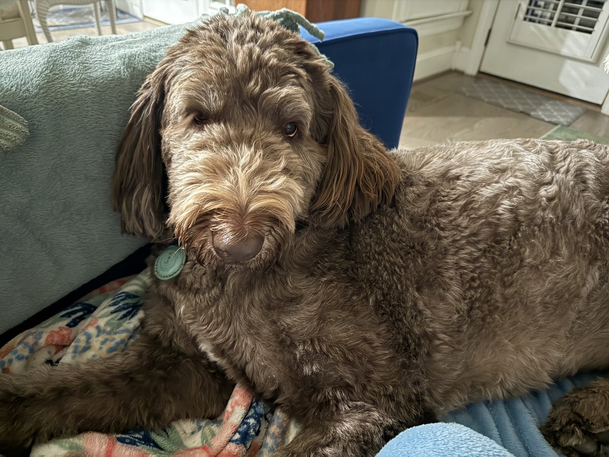 Newfypoo grooming