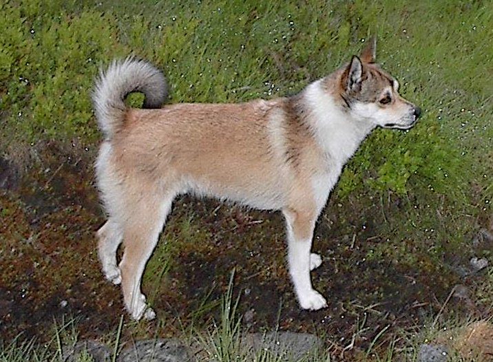 Norwegian Lundehund grooming