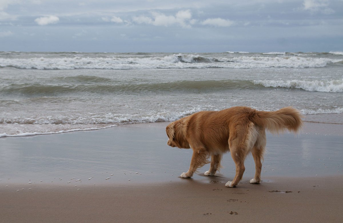 Nova Scotia Duck Tolling Retriever