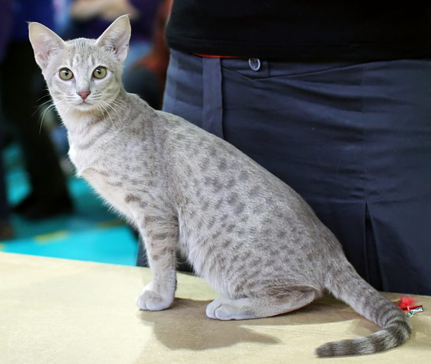 Ocicat grooming