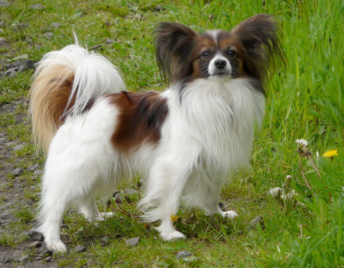Papillon grooming