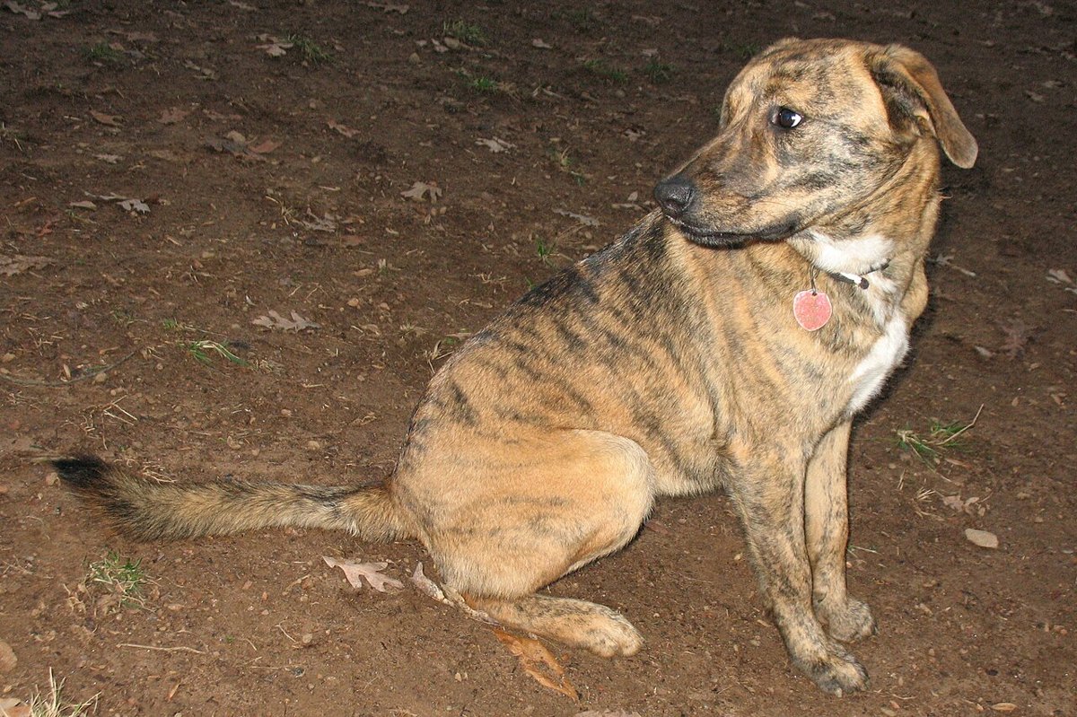 Plott Hound