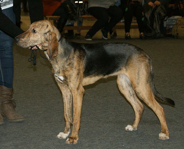 Plott Hound grooming