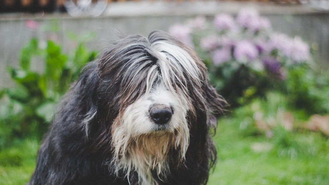 Polish Lowland Sheepdog grooming