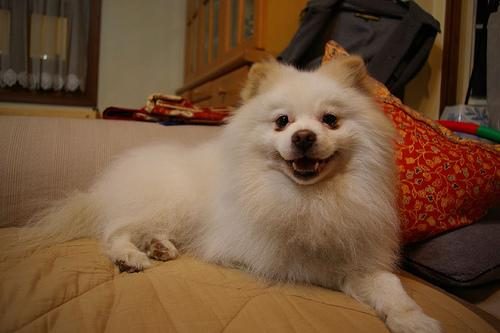 Pomeranian