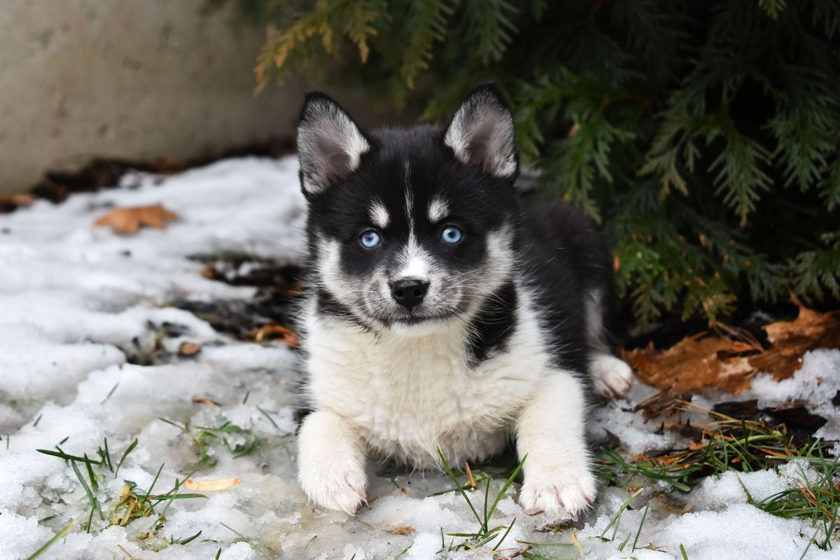 Pomsky grooming