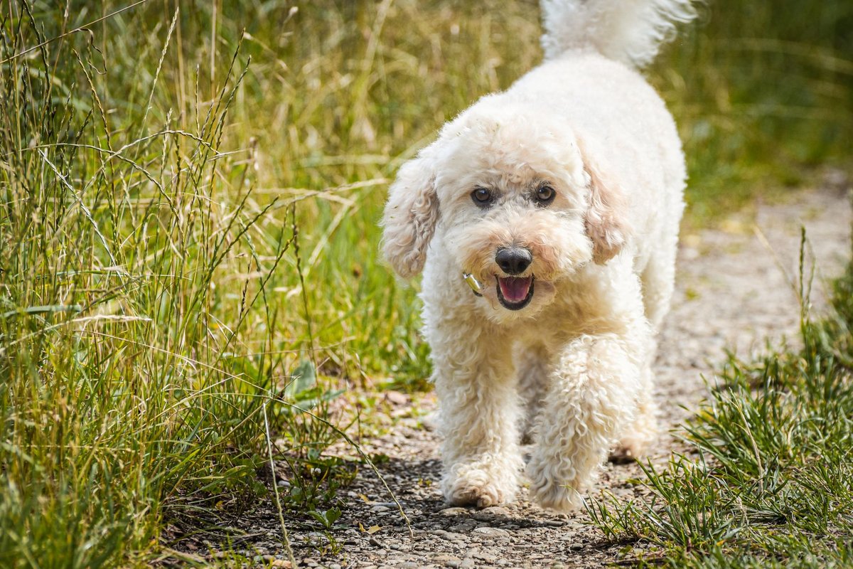 Poochon grooming