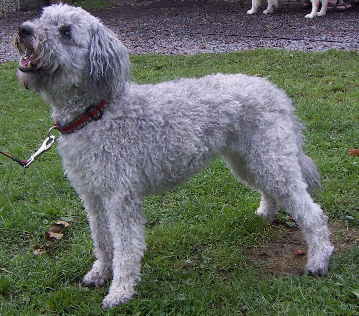 Pumi grooming