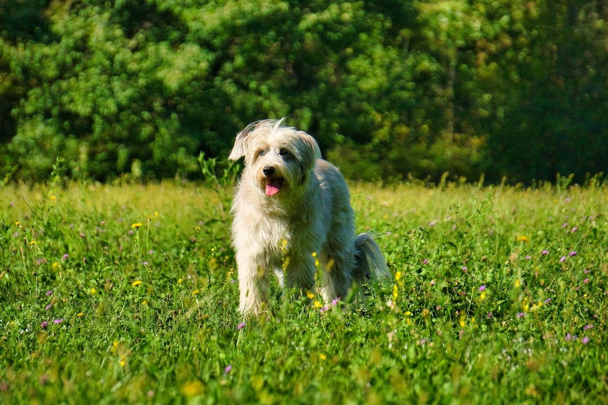 Pyrenean Shepherd
