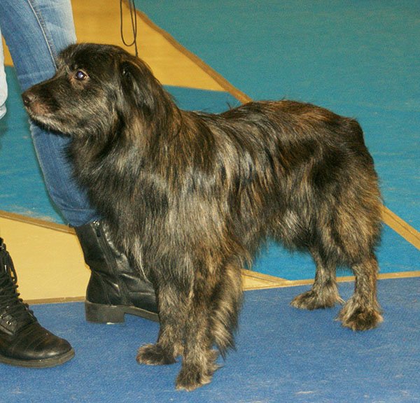 Pyrenean Shepherd
