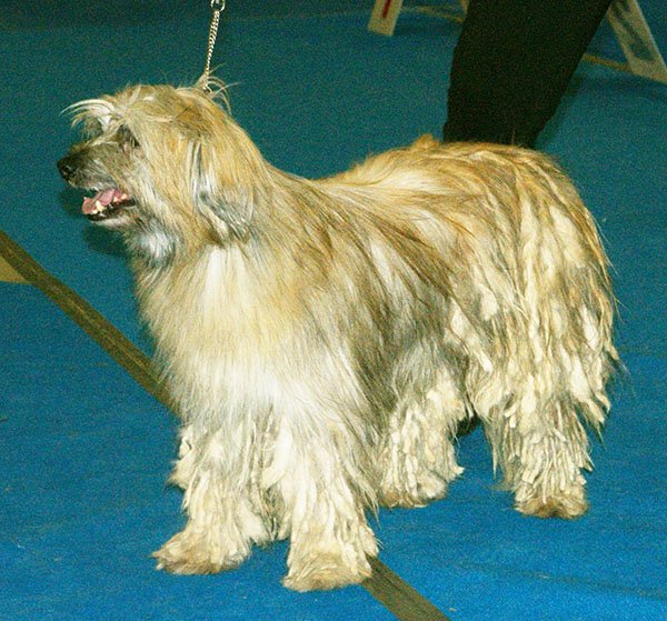 Pyrenean Shepherd grooming