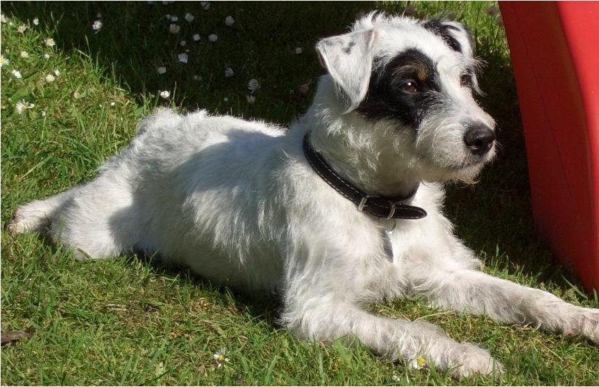 Russell Terrier