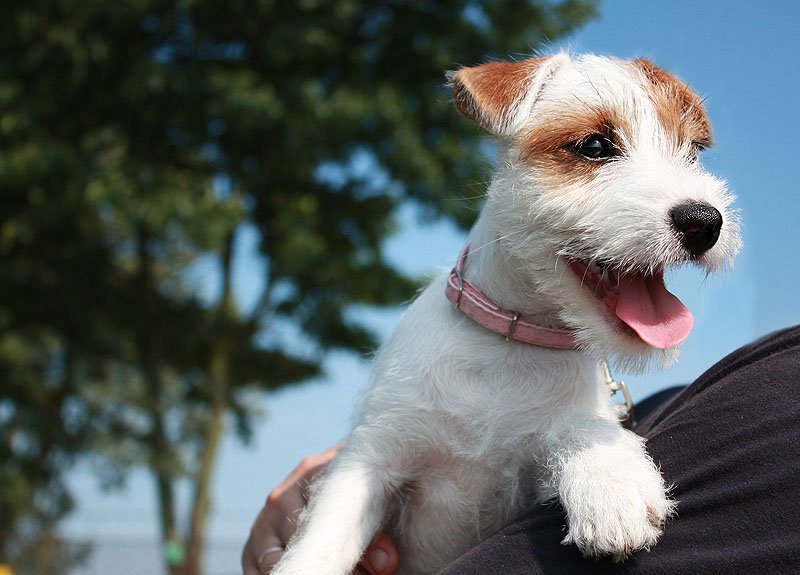 Russell Terrier