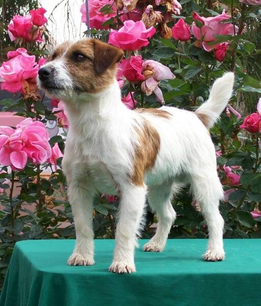 Russell Terrier grooming