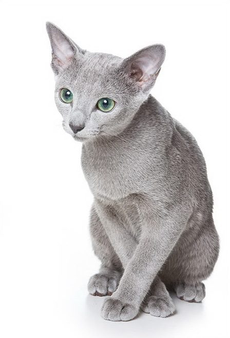 Russian Blue grooming