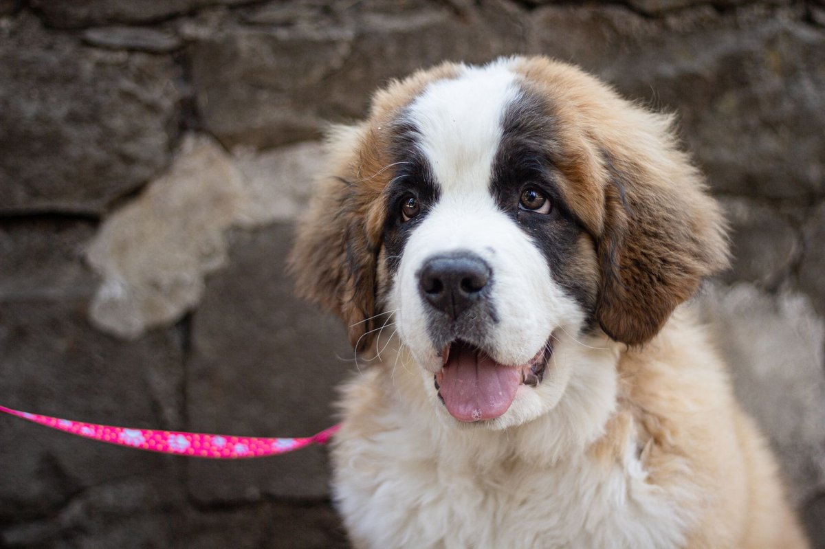 Saint Bernard grooming