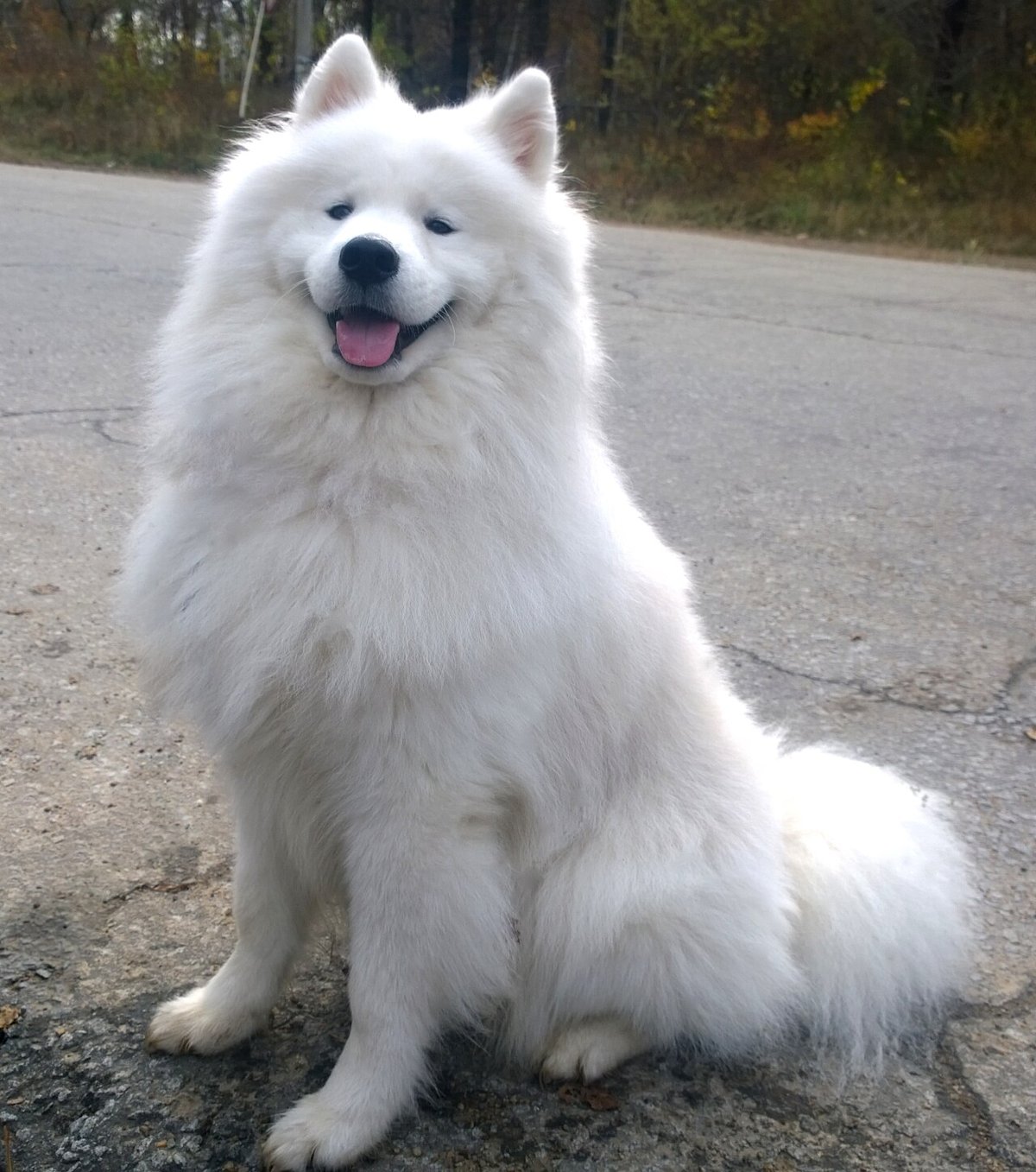 Samoyed grooming