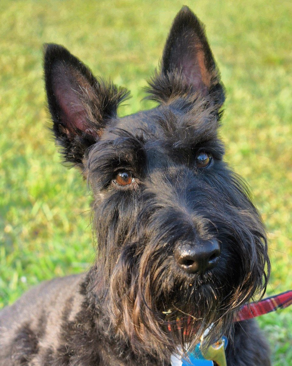 Scottish Terrier grooming