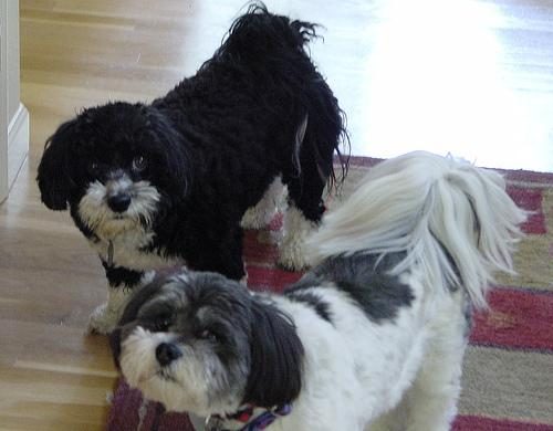 Shih Tzu