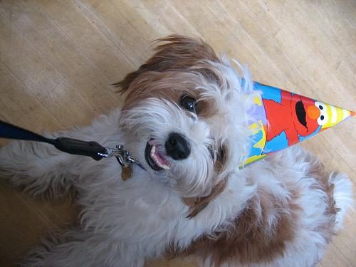 Shih Tzu