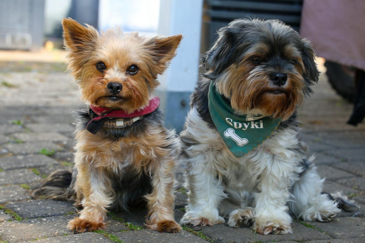 Shorkie grooming