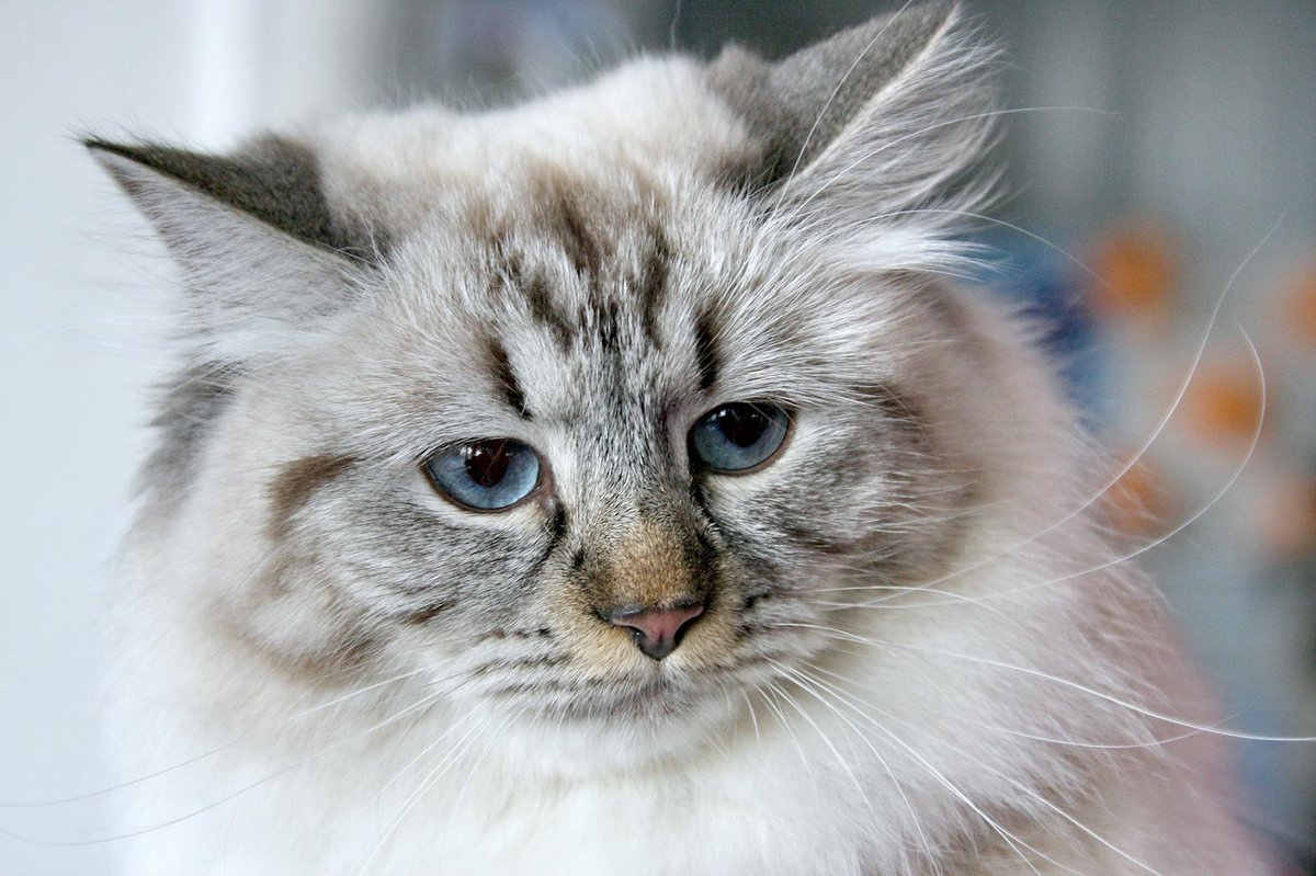 Siberian grooming
