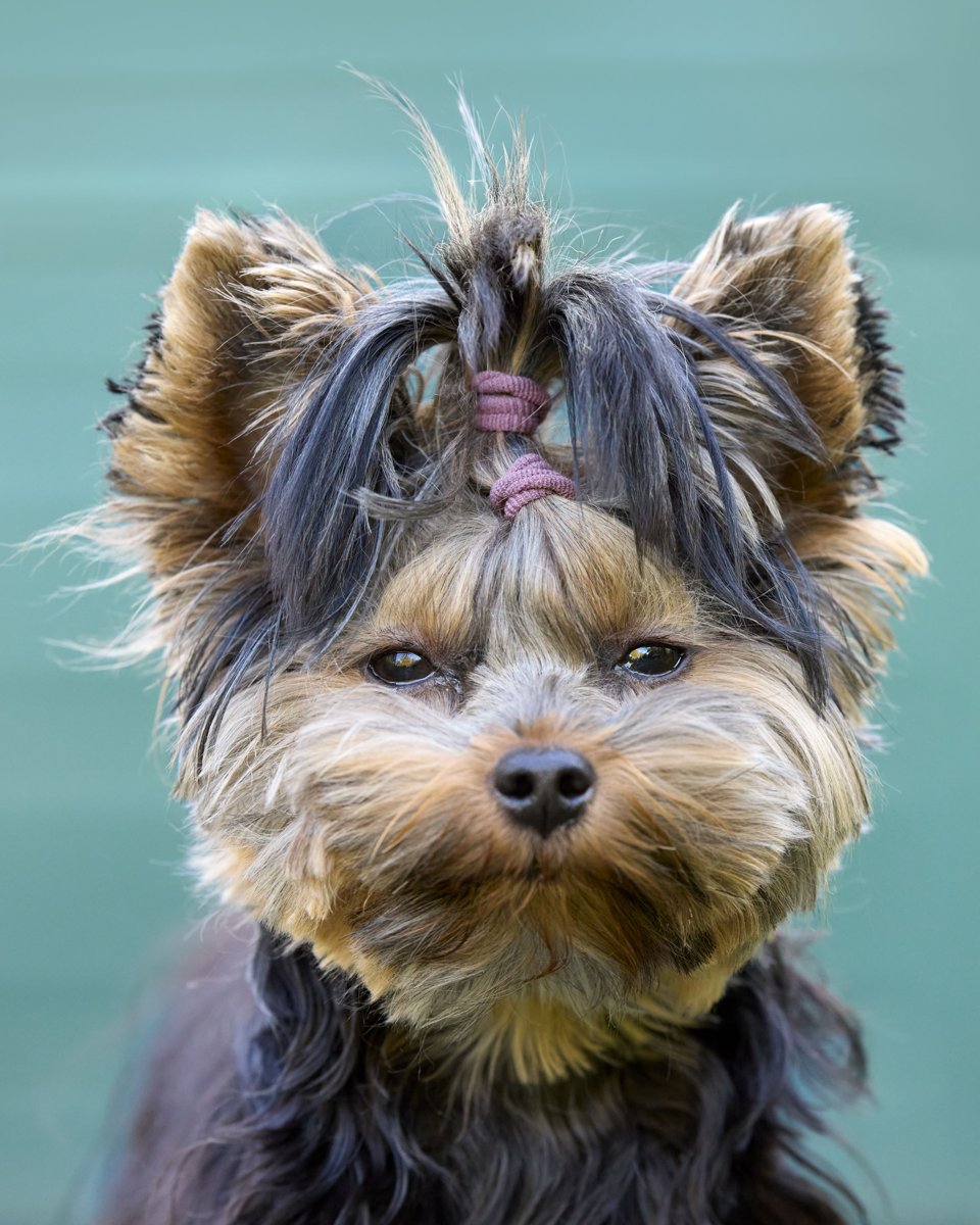 Silky Terrier grooming