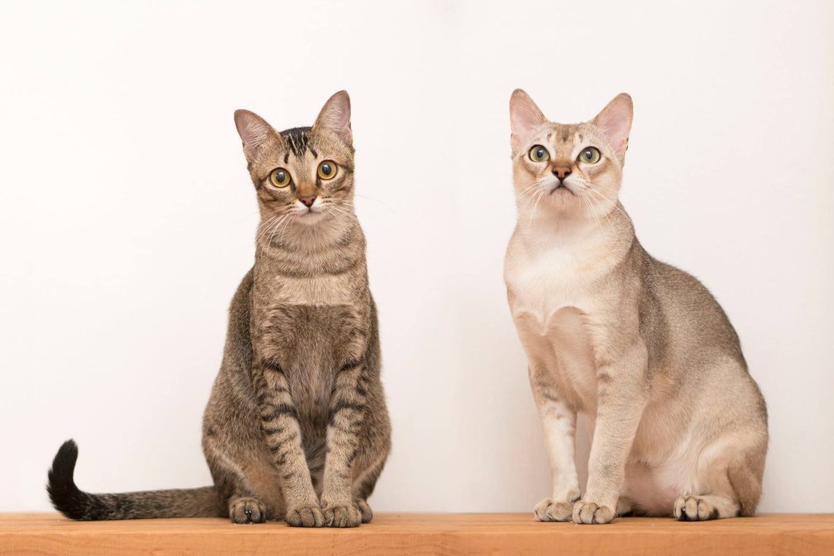 Singapura grooming