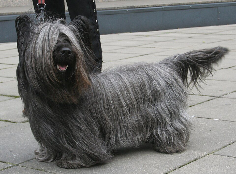 Skye Terrier grooming