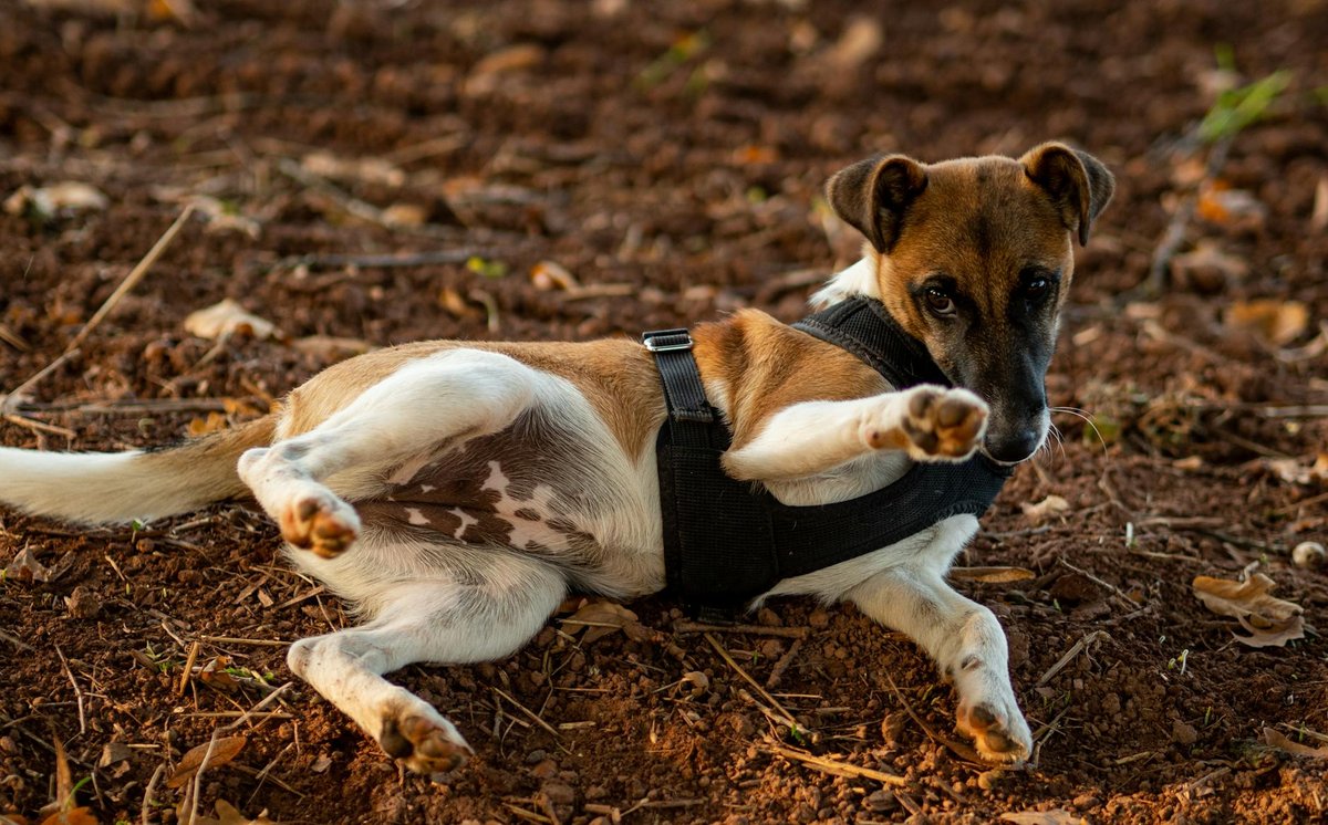 Smooth Fox Terrier