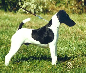 Smooth Fox Terrier grooming